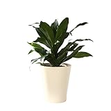 Leicht zu pflegende Zimmerpflanze in Hydrokultur von Botanicly: Drachenbaum – Höhe: 35 cm – Dracaena fragrans Black Jack