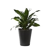 Leicht zu pflegende Zimmerpflanze in Hydrokultur von Botanicly: Drachenbaum – Höhe: 35 cm – Dracaena fragrans Black Jack