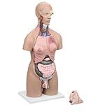 DYTAH 55cm Zweigeschlechtlicher menschlicher Torso Anatomisches Modell 21 abnehmbare Teile Offener Rücken |Offener Rücken legt Muskelschichten frei Wirbelvolumen Nervenstränge