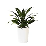 Leicht zu pflegende Zimmerpflanze in Hydrokultur von Botanicly: Drachenbaum – Höhe: 35 cm – Dracaena fragrans Black Jack