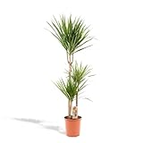 Hello Plants Dracaena Marginata Drachenbaum 120cm hoch, 21Ø - Große Zimmerpflanzen - Tropische Palme - Luftreinigungsanlage - Frisch aus der Gärtnerei