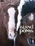 Wunderwelt der Tiere - Islandponys