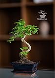 Bonsai Baum mit Keramik Blumentopf - Ligustrum - ca. 6 Jahre (25-35 cm Höhe, ca. 6 Jahre, Ligustrum P15 S)