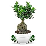 Meine Orangerie Bonsai 'Ficus Ginseng' - Ficus Microcarpa - Chinesischer Feigenbaum  - Bonsai Tree - echte Bonsai-Pflanze für drinnen und draußen - Lorbeerfeige - Ficus Retusa