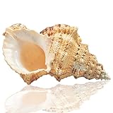 Jangostor Große natürliche Muschelschalen, 17-20 cm Riesige Ocean Muschel Jumbo Muscheln Perfekt für Hochzeitsdekor Beach Themenparty, Wohndekorationen, DIY-Kunsthandwerk, Muschel sammler (5)