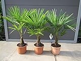 Frostgewöhnte Hanfpalme Trachycarpus''takil kalamuni'' ca.100 cm kräftige Palme, Grün