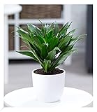 BALDUR Garten Dracena Compacta, 1 Pflanze, Luftreinigende Zimmerpflanze, unterstützt das Raumklima, Drachenbaum Drachenlilie, sehr Pflegeleichte Grünpflanze, mehrjährig - frostfrei halten