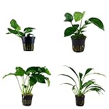 Tropica Anubias Set mit 4 Anubias Topf Pflanzen Aquariumpflanzenset Nr.8 Wasserpflanzen Aquarium Aquariumpflanzen