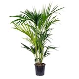 Kentia-Palme | Howea 'Forsteriana' pro Stück - Zimmerpflanzen im Topf ⌀19 cm - ↕90-100 cm