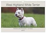 West Highland White Terrier - Selbstbewustes Powerpaket - der Westie (Wandkalender 2023 DIN A4 quer), Calvendo Monatskalender