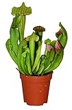 ZynesFlora Fleischfressende Pflanze Sarracenia Schlauchpflanze im Ø 6 cm Pflanzentopf - Höhe: 5-8 cm - Zimmerpflanze und Außenpflanze Sumpfpflanze