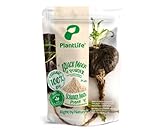 PlantLife Schwarzes Maca Pulver 700g