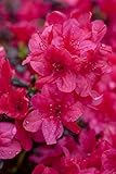 Rhododendron obt.'Diamant Rot' -R- C 2 20-25 Japanische Azalee 'Diamant Rot'®,winterhart, deutsche Baumschulqualität, im Topf für optimales anwachsen