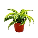 Exotenherz - Drachenbaum - Dracaena deremensis fragrans Lemon Lime - 12cm Topf - gelb-grüne Blätter