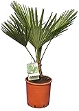 Winterharte Hanfpalme - Trachycarpus fortunei - Gesamthöhe 70-90 cm - Stamm 10-15 cm - Topf Ø 28 cm [6962]