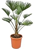 Wagnerpalme Frosty - Hanfpalme - Trachycarpus wagnerianus Frosty - Gesamthöhe 90-110 cm - Stamm 20-30 cm - Topf Ø 26 cm [7806]