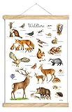 POSTER 50 x 70 cm WALDTIERE UNGERAHMT OHNE HOLZLEISTE Tierposter Lernposter Schulanfang 1. Klasse Kinderposter Kinderzimmer Deko Junge Mädchen Geburt Babyzimmer Wandbild Schule Kindergarten