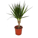 Exotenherz - Drachenbaum - Dracaena marginata - 1 Pflanze - pflegeleichte Zimmerpflanze - Palme