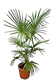 Winterharte Hanfpalme - Trachycarpus fortunei - Immergrün - verschiedene Größen (Fortunei M)