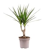 Drachenbaum - echte Zimmerpflanze, Dracaena Marginata - Höhe ca. 35 cm, Topf-Ø 12 cm