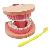 NEFSO Lehrmodell Anatomie, Zahnzähne Modell - Bürsten Zahnseide Praxis Zähne TYPONONTS Modell Gingiva Sichtbare Anatomic Demonstration Unterrichtsmodell - for medizinisches Bildungsbildungswerkzeug