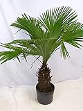 [Palmenlager] Trachycarpus fortunei - Chin. Hanfpalme 130 cm - dicker XXL-Stamm 40 cm/Winterhart -17°C