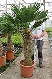 Trachycarpus wagnerianus, Hanfpalme, Palme, Winterhart - verschiedene Größen - PALLETTENVERSAND INNERHALB DEUTSCHLAND (180-200cm - Stamm 80-100cm - Topf Ø 40 cm)[8701]