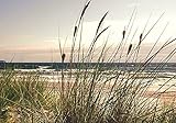 Forwall Fototapete Gras Dünen Strand Meer Ostsee Natur Landschaft Wohnzimmer Schlafzimmer Vlies Tapete Wandtapete UV-Beständig Montagefertig (10669, V8 (368x254 cm) 4 Bahnen)