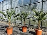 gruenwaren jakubik L Palme 120-140 cm Trachycarpus fortunei, Hanfpalme, winterhart + robust bis -18°C