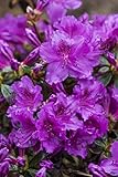 Rhododendron obt.'Diamant Rosa' -R- C 2 15-20 Japanische Azalee 'Diamant Rosa'®,winterhart, deutsche Baumschulqualität, im Topf für optimales anwachsen