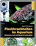 Fischkrankheiten im Aquarium: Erkennen und erfolgreich behandeln