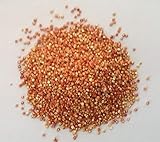 Portal Cool 100 Rosso Rosso Rouge Rot Quinoa semi di quinoa Seeds Samen - Chenopodium quinoa