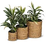 3er Set Pflanzkübel Blumenkübel RENDONDO Wasserhyazinthe, Maße: 44x44x44 cm, 32x32x32 cm und 22x22x22 cm, braun - Pflanztopf, Pflanzgefäß für Innenbereiche