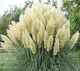 3 x Cortaderia selloana ‚White' 1 Liter (Ziergras/Gräser/Stauden) Pampasgras ab 3,19 pro Stück