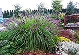 3 x Pennisetum alopecuroides 'Black Beauty' 1 Liter (Ziergras/Gräser/Stauden) Lampenputzergras