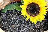 Sonnenblumenkerne Schwarz 25 Kg Futterbauer Neue Ernte 2022 Vogelfutter