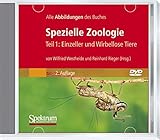 Spezielle Zoologie.Tl.1,CD-ROM: Einzeller und Wirbellose Tiere. Alle Abbildungen des Buches