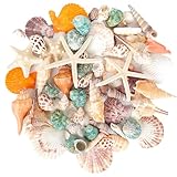 YSWOVUO Gemischt 10 Arten Ozean Muscheln und 3 Arten Seesterne, Natürliche Muscheln mit Aufbewahrungsbox, Ungebohrt Muscheln Deko für Armbänder, Vase Füllstoffe, Fisch Panzer, DIY Kunsthandwerk