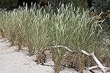 10 x Ammophila arenaria 1 Liter (Ziergras/Gräser/Stauden) Strandhafer