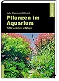 Pflanzen im Aquarium: Richtig kombinieren und pflegen