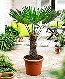 Seltene Trachycarpus Wagnerianus Hanfpalme bis 130 cm Höhe Frosthart bis -19 Grad