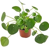 Pilea peperomioides - der Glückstaler für das Büro oder die Wohnung - der Chinesische Geldbaum für das helle Fensterbrett macht auch als UFOpflanze einen sehr dekorativen Eindruck