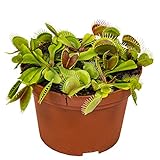 Fleischfressende Pflanze Dionaea pro Stück - Innen- und Außenpflanze im Gärtnertopf ⌀12 cm - ↕8-10 cm