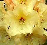 Rhododendron 'Horizon Monarch' 40-50 cm im Container