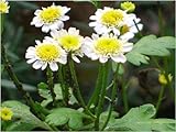 Seedeo® Mutterkraut (Chrysanthemum parthenium) 1000 Samen