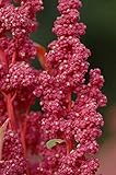 Pacchetto semi: 50+ Cherry Vanilla Quinoa Chenopodium | Vegetable Seeds altamente nutriente