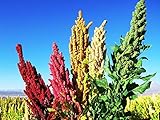 Seeds Quinoa (Chenopodium quinoa) 50 seeds and fresh seeds!