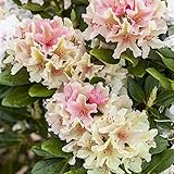 Rhododendron yak. Percy Wiseman Alpenrose 30-40cm im Topf gewachsen