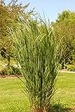 3 x Panicum virgatum 'Northwind' (Ziergras / Gräser) BLICKFANG/TOP SORTE