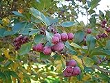 Hahnensporn-Weißdorn Crataegus crus-galli Pflanze 70-80cm veredelt Hahnendorn